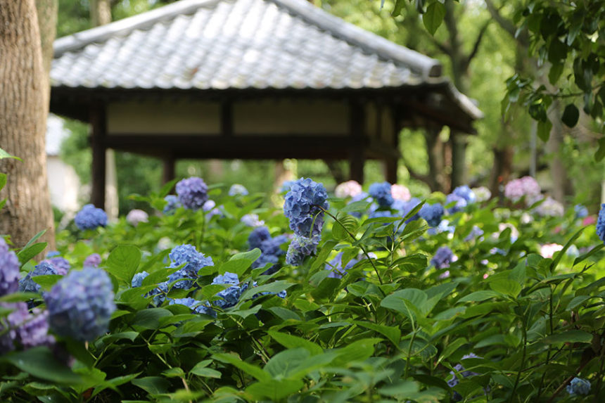 藤森神社 紫陽花祭 ざ 京都