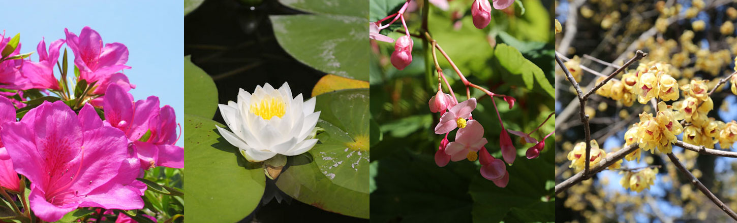 京都の四季折々の花々が京都の寺社を彩ります 花によりいろいろな風情を醸し出してくれます ざ 京都