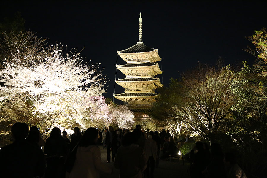 東寺 夜桜ライトアップ ざ 京都