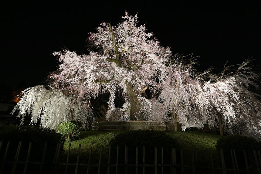 円山公園のしだれ桜ライトアップ開催 ざ 京都